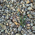 Piedras en el camino